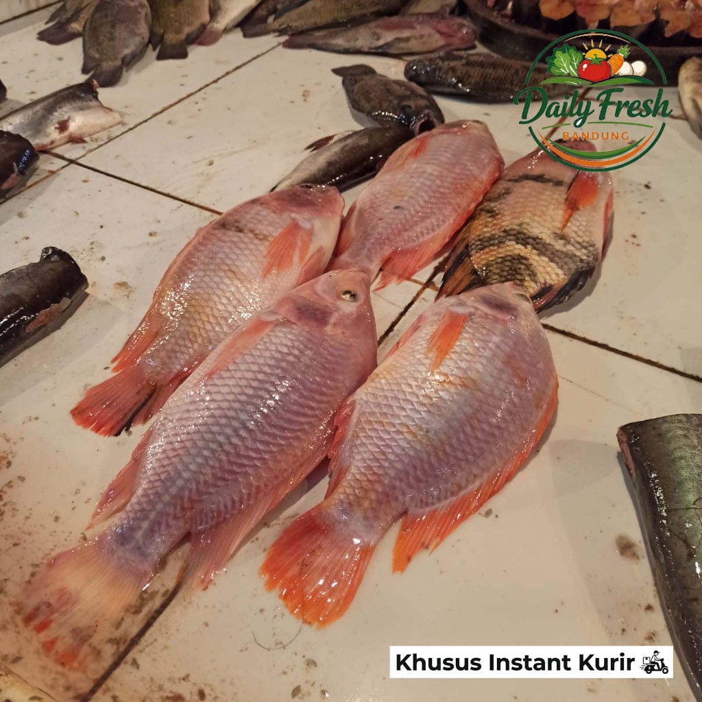 Ikan Nila Merah Segar Kualitas Pilihan, 1 kg isi 4 - 5 ekor