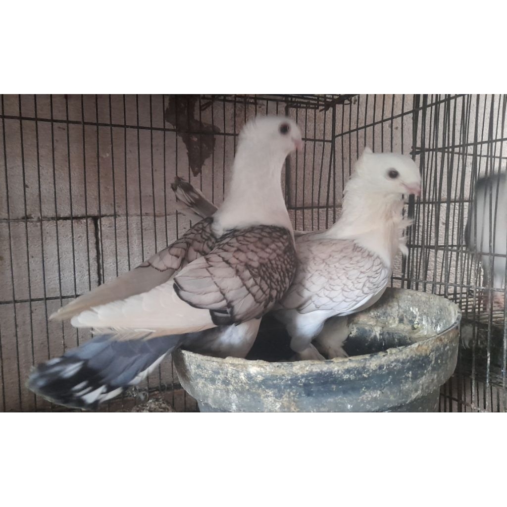 BURUNG MERPATI HIAS SANTINET INDUKAN SEPASANG  "burung sesuai foto dan video"