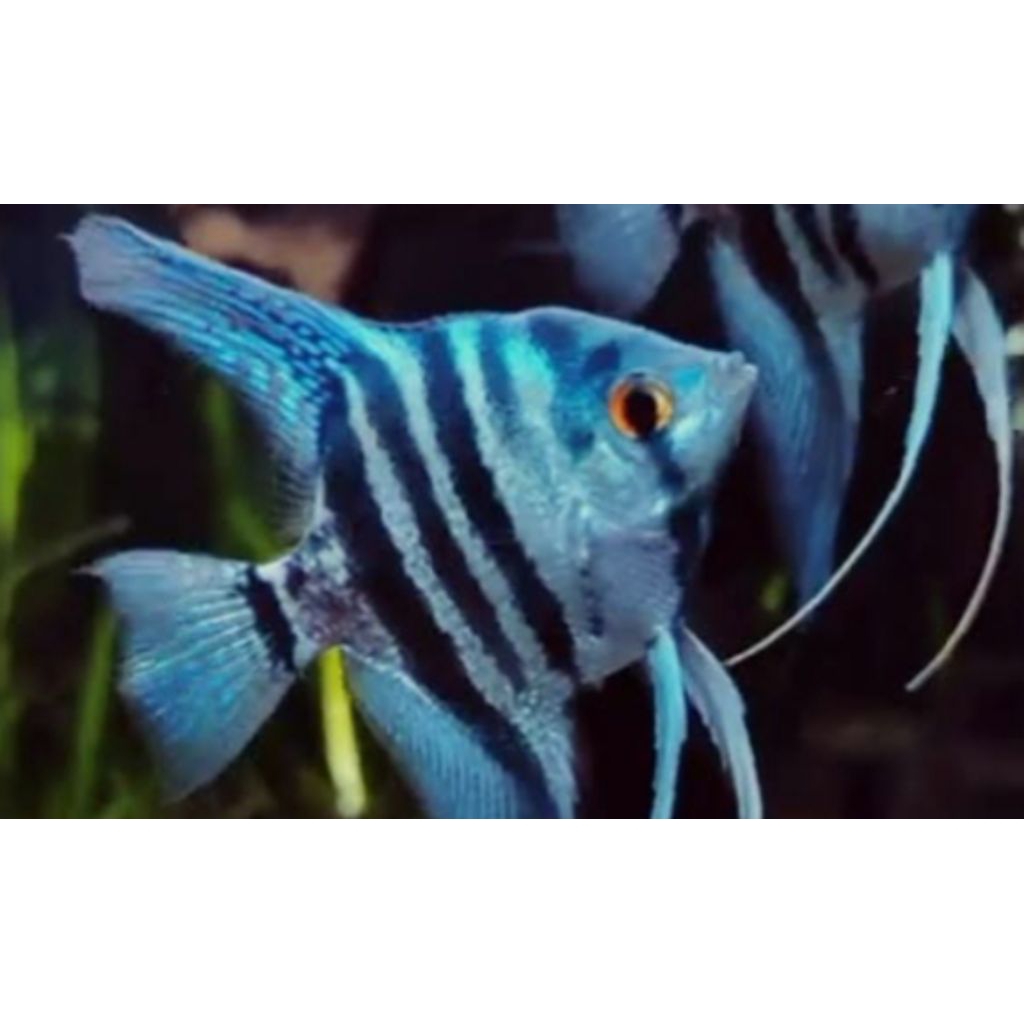 HIASAN AQUASCAPE MANFISH BLUE PINOY