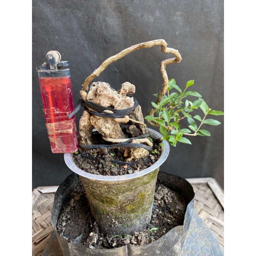 Bonsai sakura mikro on the rock