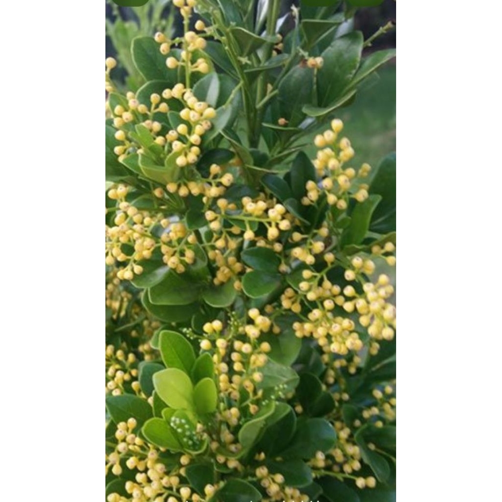 tanaman  hias pacar cina/culan/Chinese perfume tree