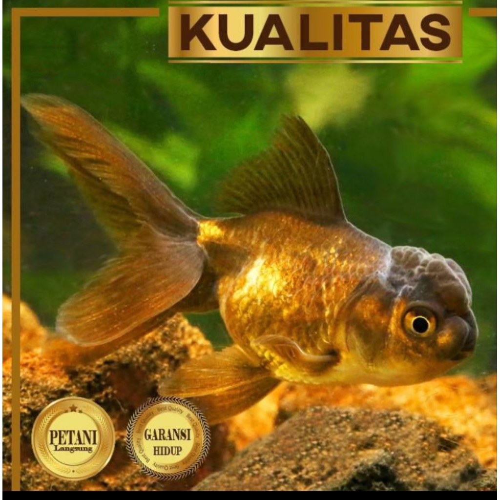 10 ekor Koki Black Oranda Hitam Ikan Hias