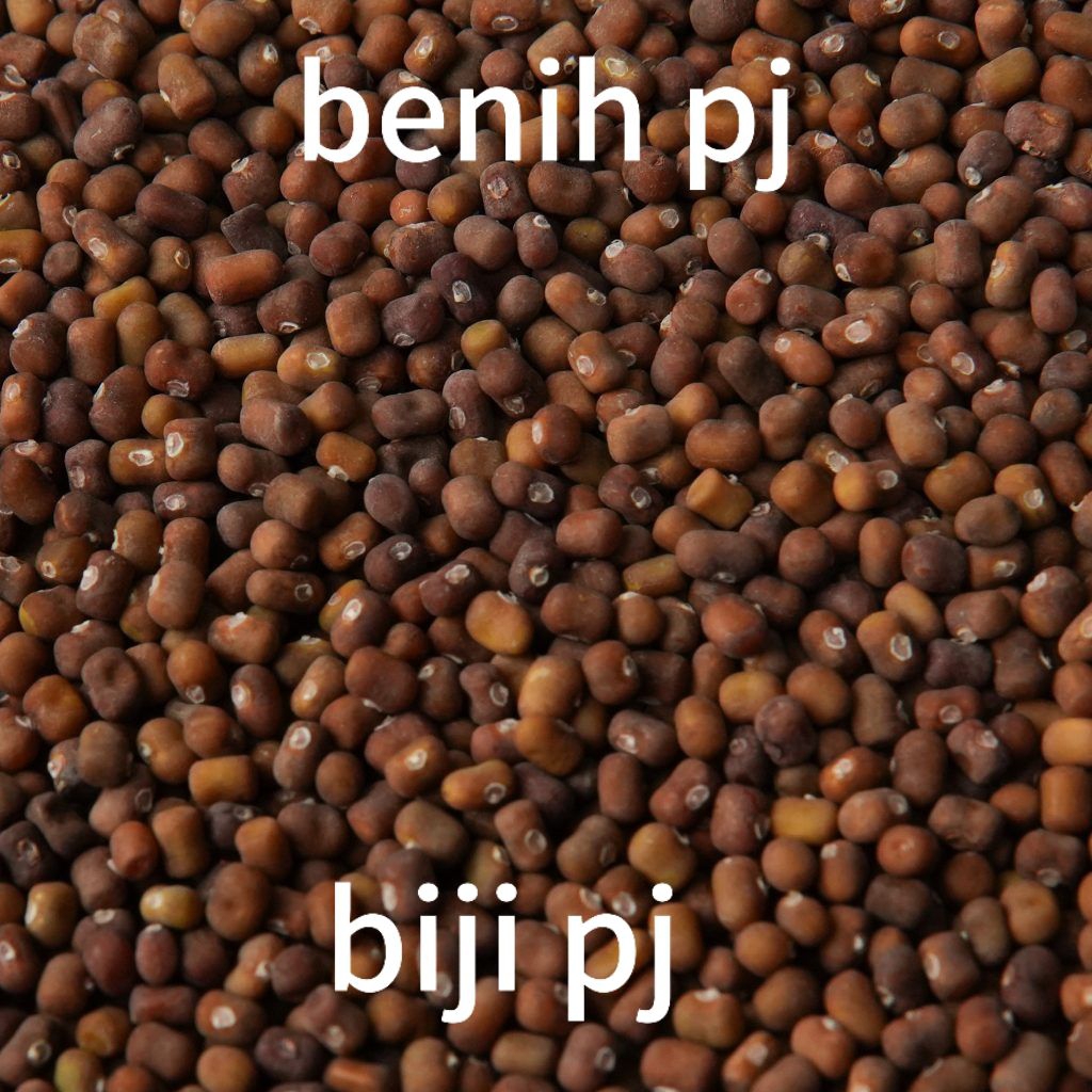 biji PJ benih PJ ( pureraia javanica ) 1 kg asli jember