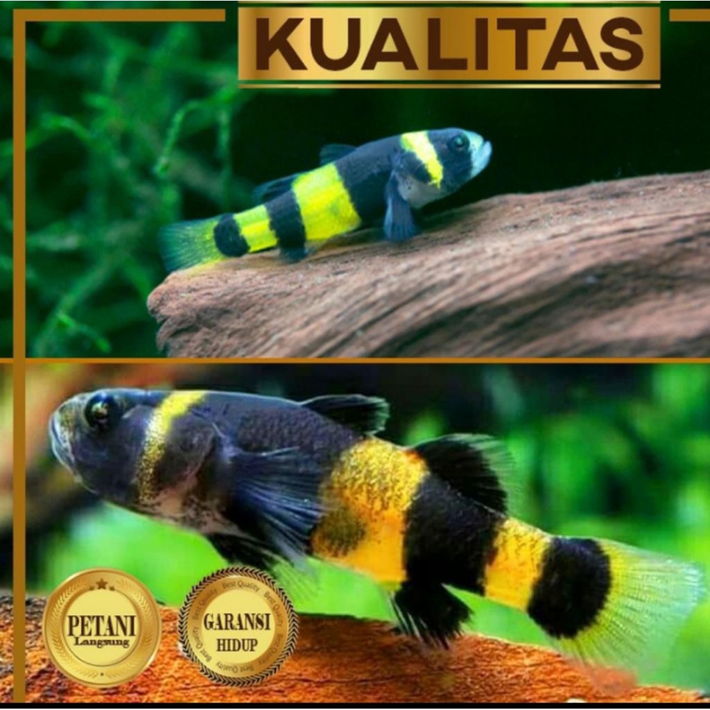 10 Ekor Anakan Mini Goby Bumblebee Ikan