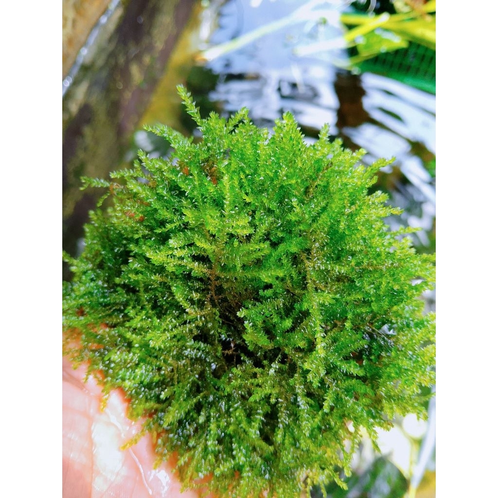 Moss mini Christmas media wabikusa Hiasan aquascape
