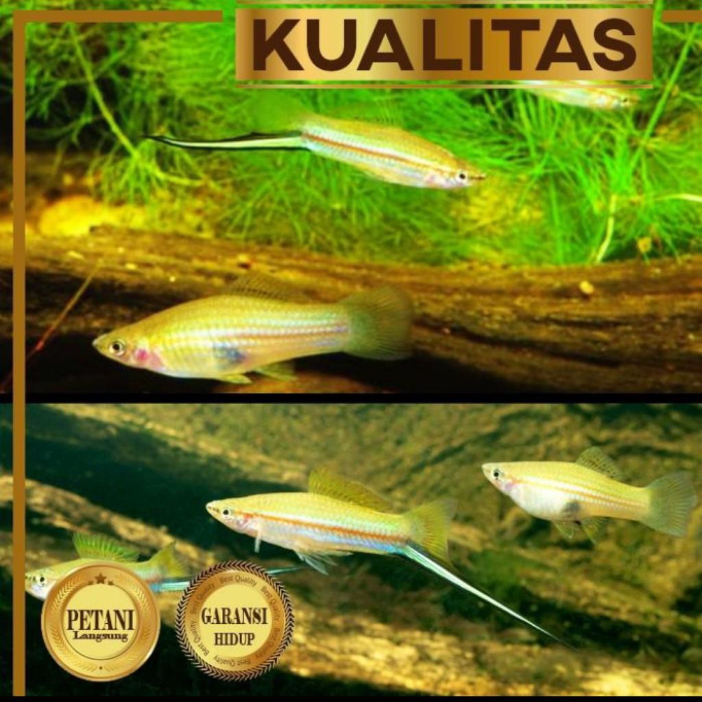 10 Ekor Platy Pedang Hijau Swordtail Ikan