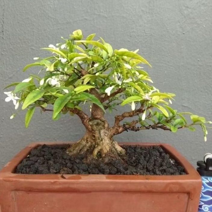 Bonggol Anting Putri Batang Putih Bahan Bonsai Murah
