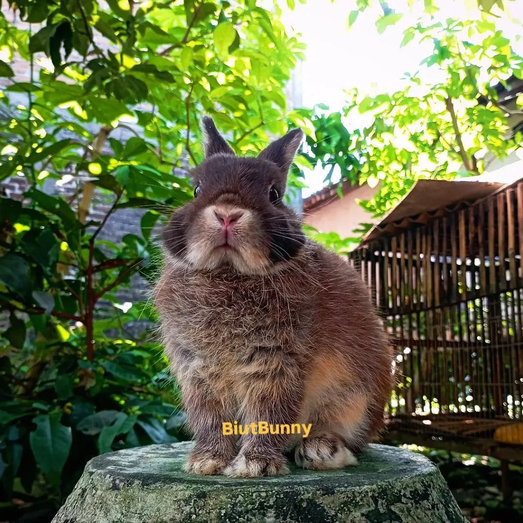 Kelinci Hias Mini Netherland Dwarf jantan 5bulan Choco Otter