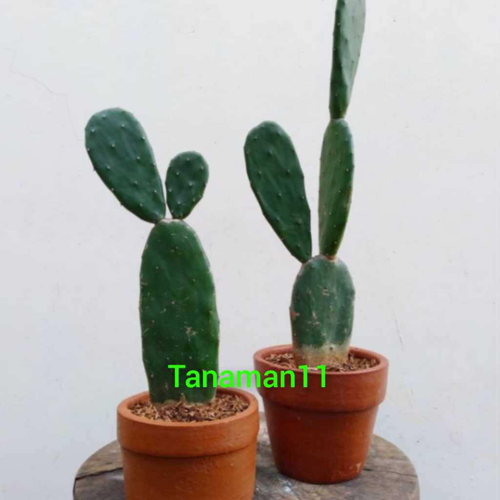 Tanaman kaktus centong bercabang PLUS POT tinggi -+45 cm via INSTANT