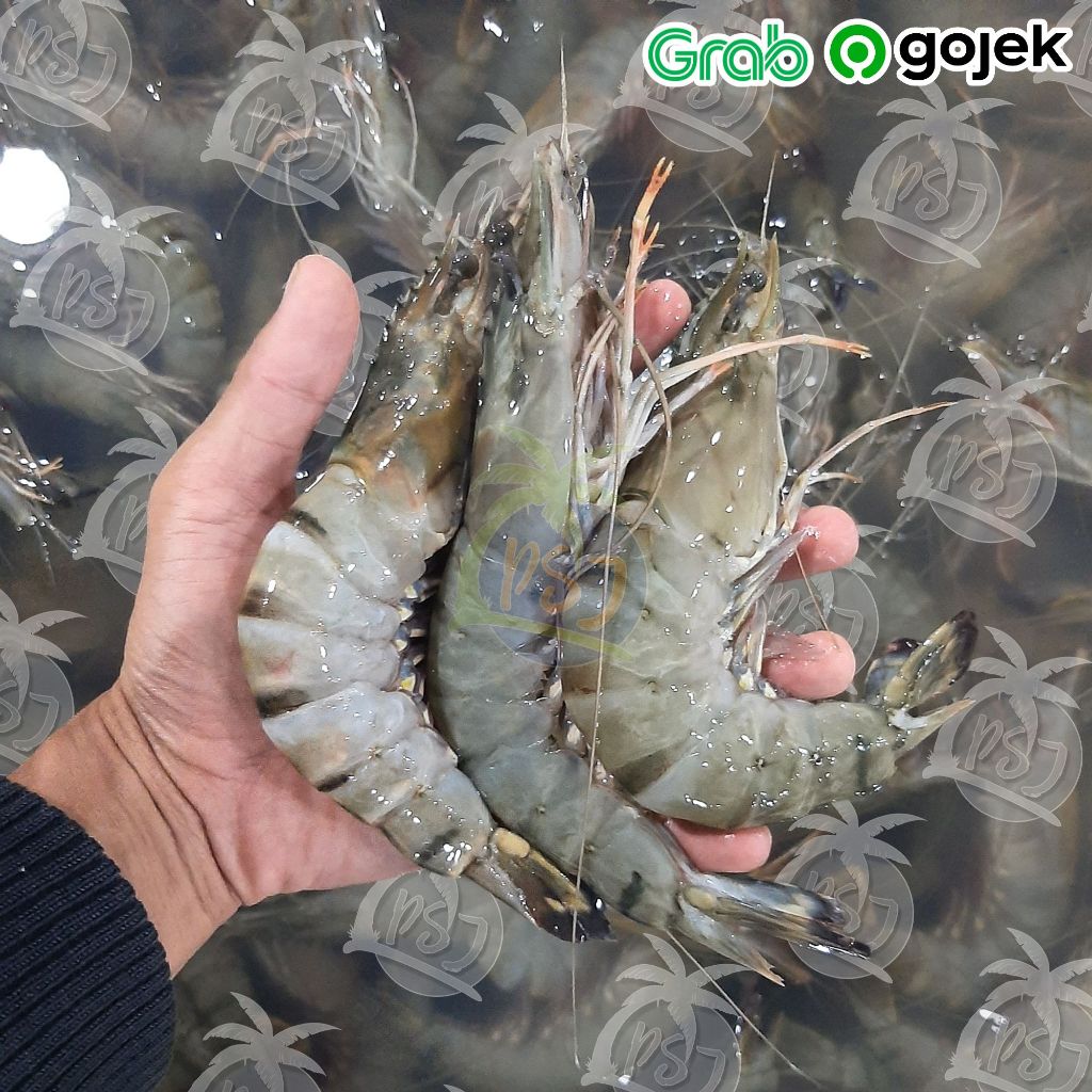 PROMO Udang Pancet 1 kg/ Udang Windu size 18/20 / Udang Windu Segar | udang tiger ak 20