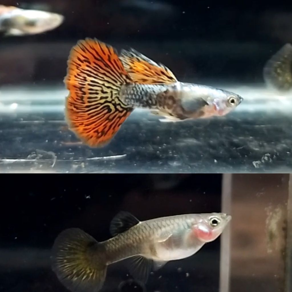 Hiasan Aquarium Guppy Platinum Red Dragon 1Pasang