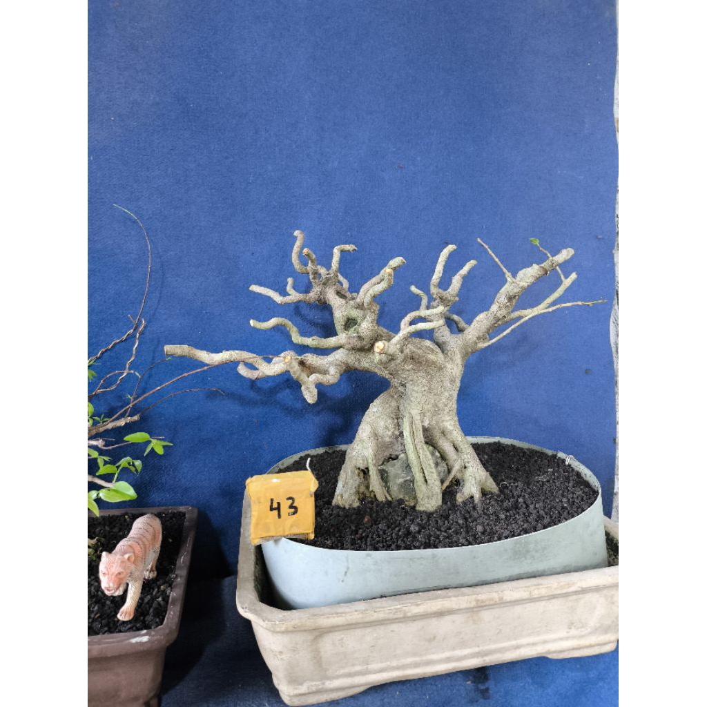 bonsai amplas putih medium prospek