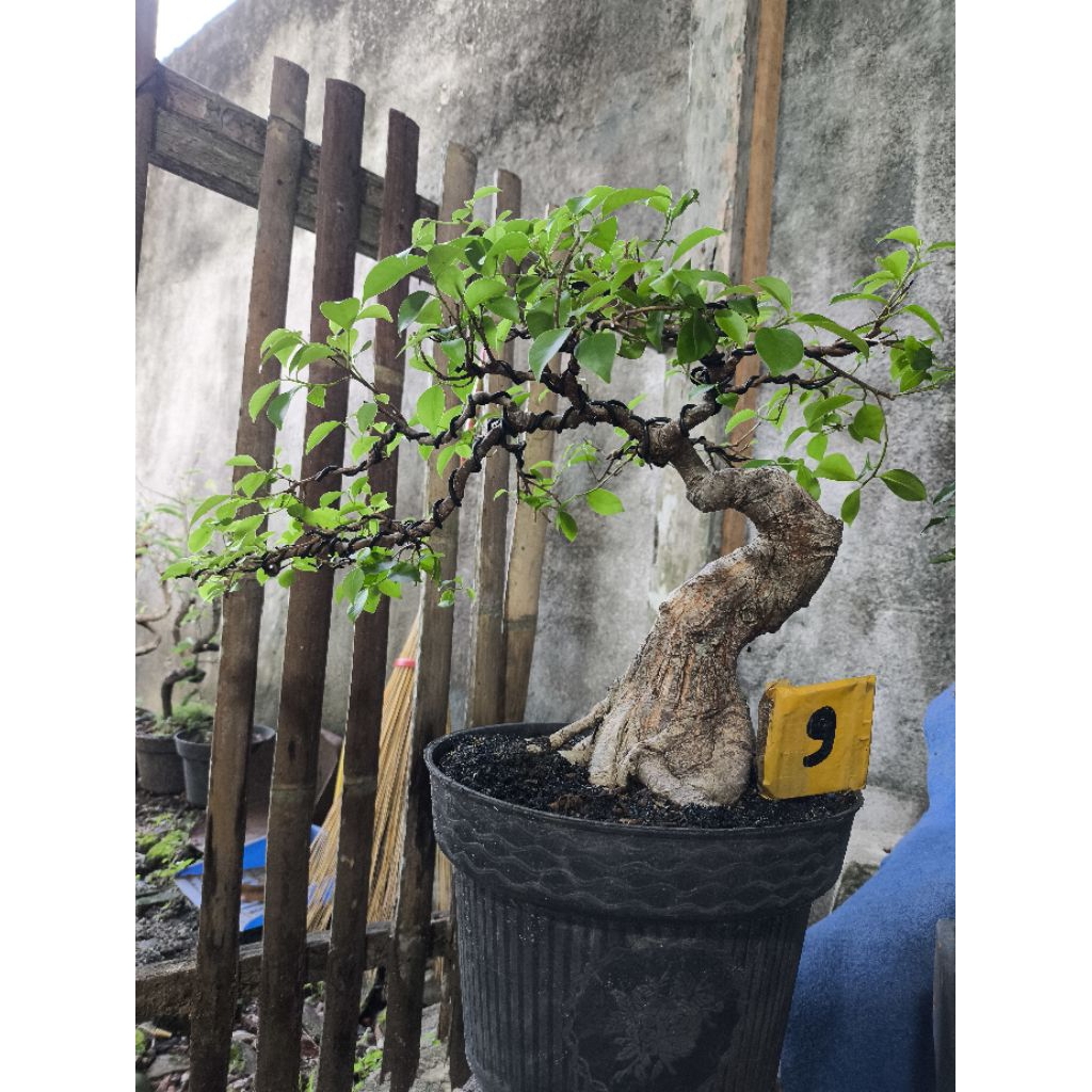 bonsai kimeng cascade