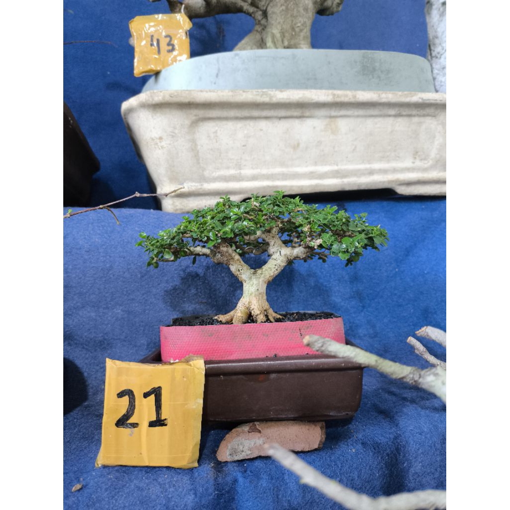 bonsai sancang mame siap pajang