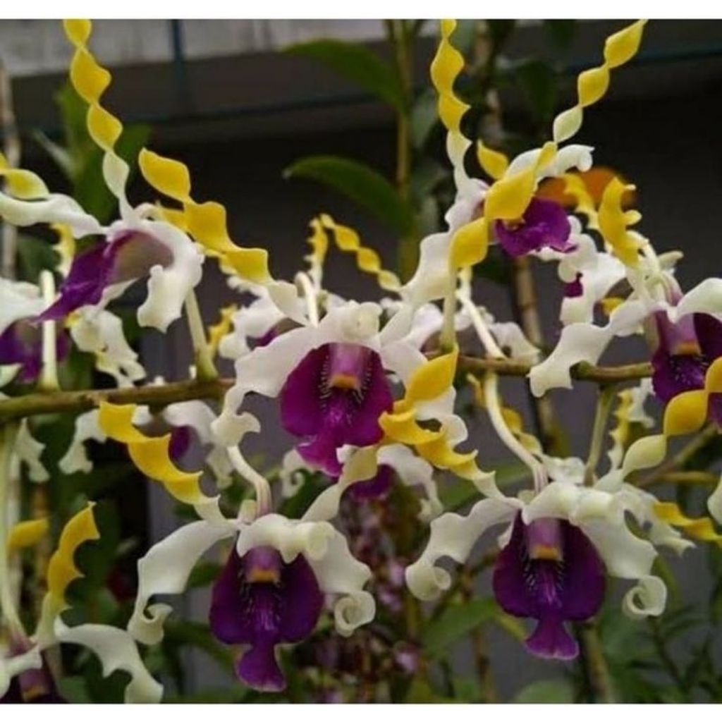 Anggrek Dendrobium Keriting Spike Knop - Siap Berbunga