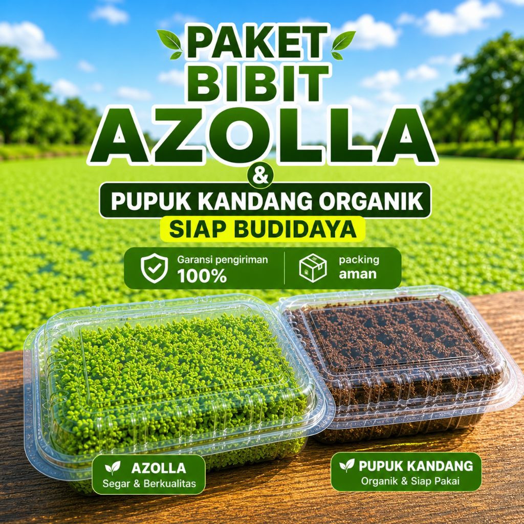 Bibit Azolla microphylla super + Pupuk organik paket lengkap siap budidaya