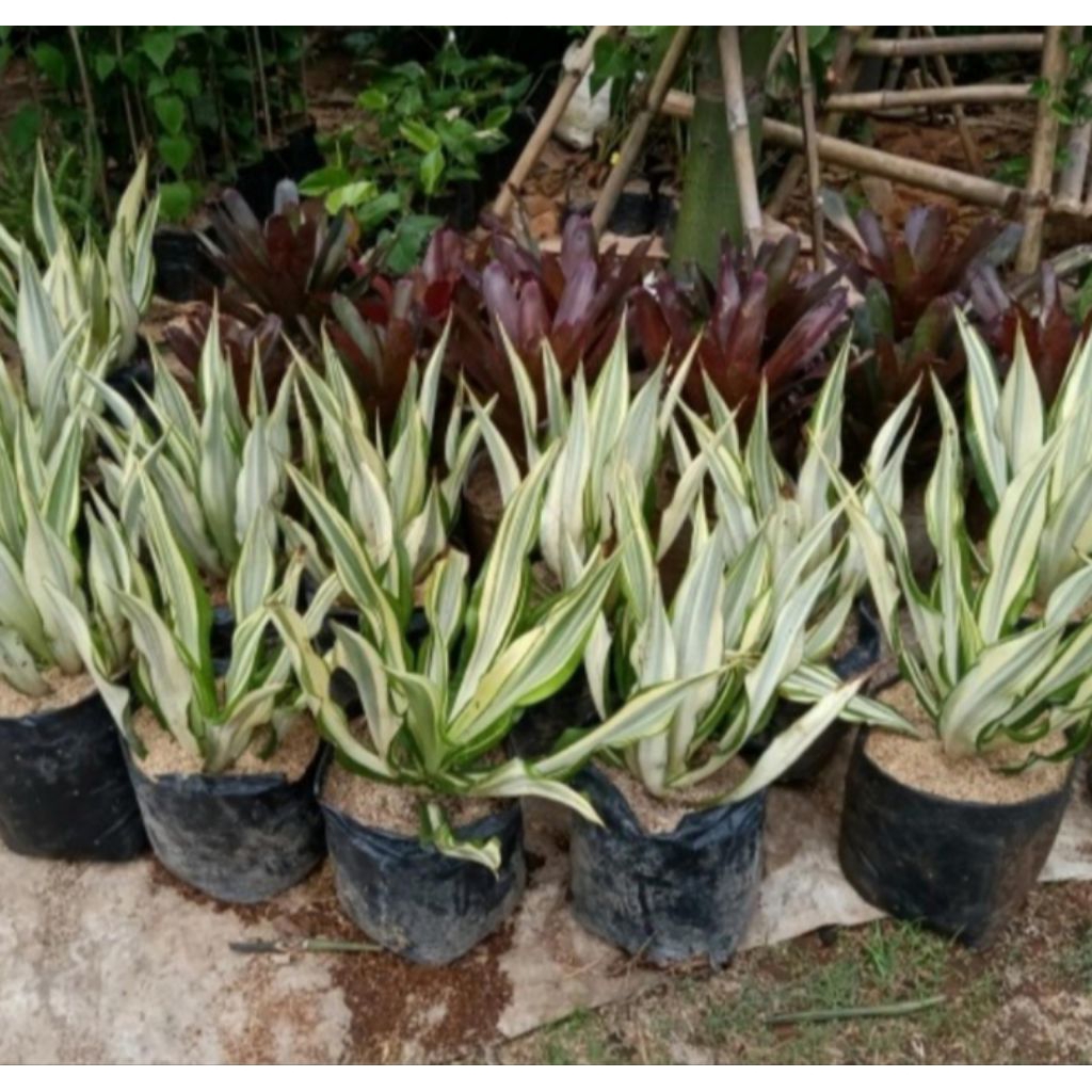Tanaman Hias Agave Siklok Variegata Putih / Tanaman Hias Agave Variegata