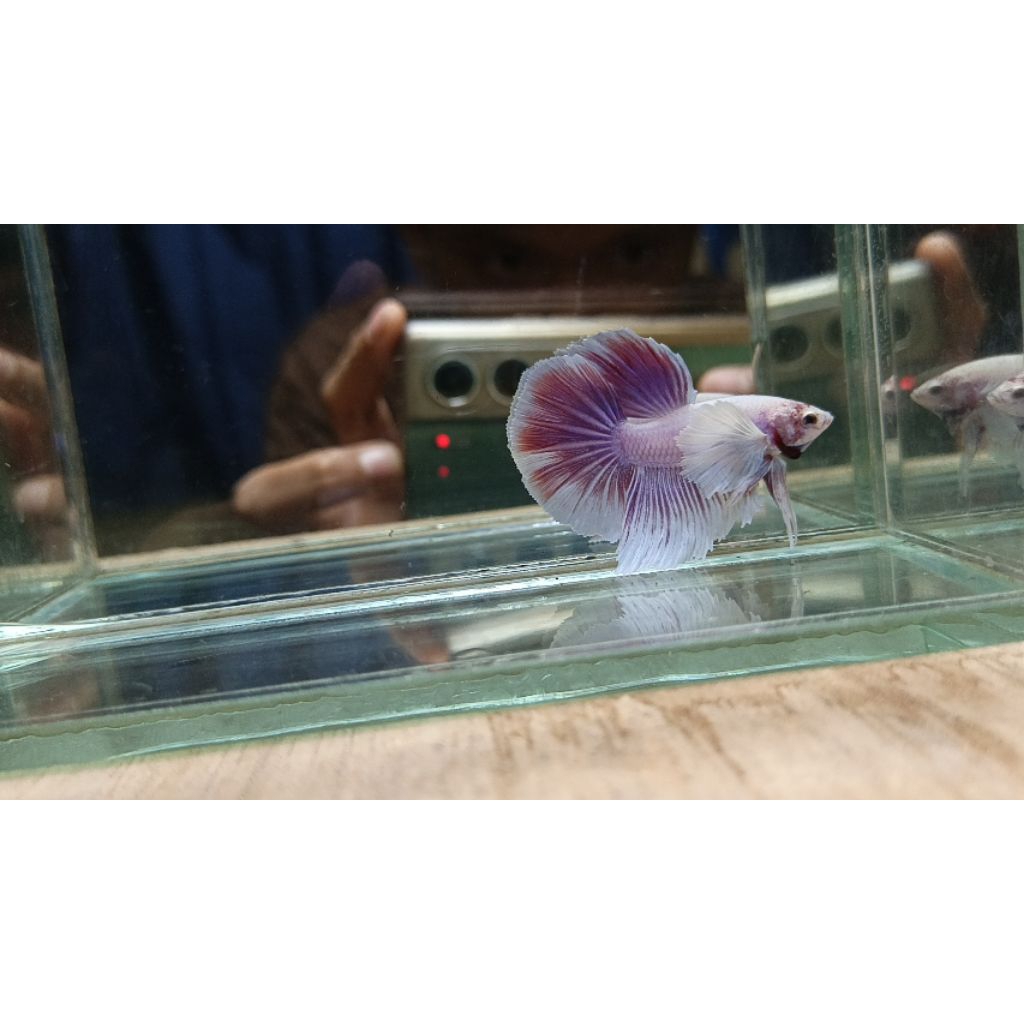 halfmoon dumbo ear