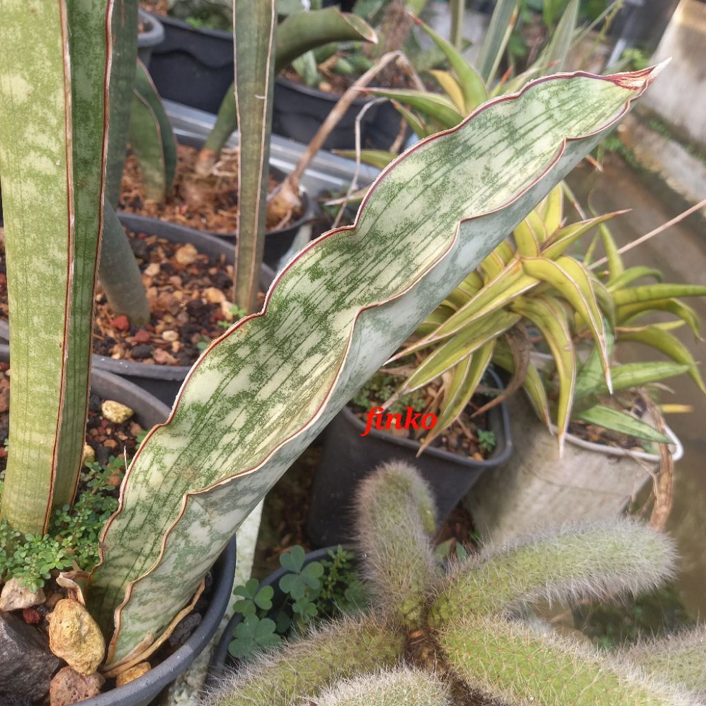 ES. 22407. sansevieria sp. Tanzania, W. of. Mafinga km 61