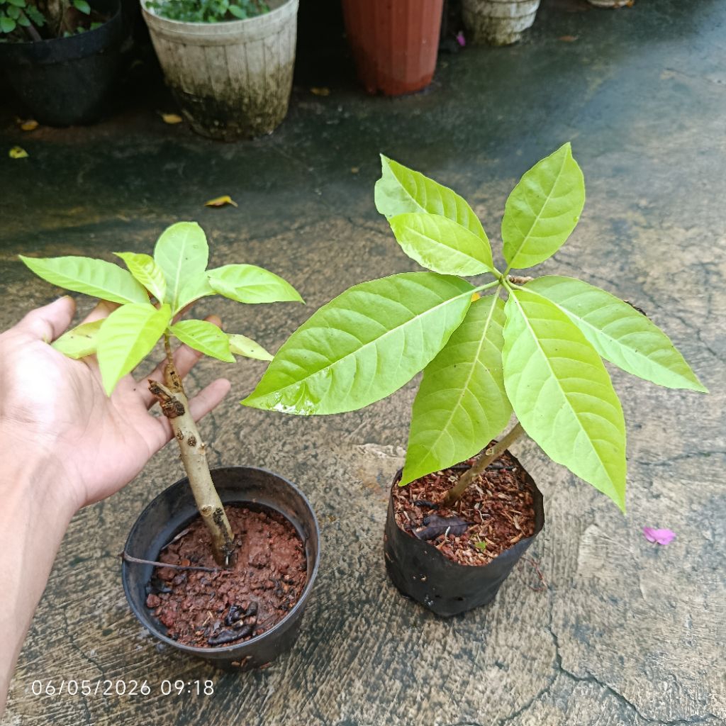 Bibit Stek Tanaman Kol banda Pisonia alba Spanoghe, suku Nyctaginaceae adalah tanaman hias populer