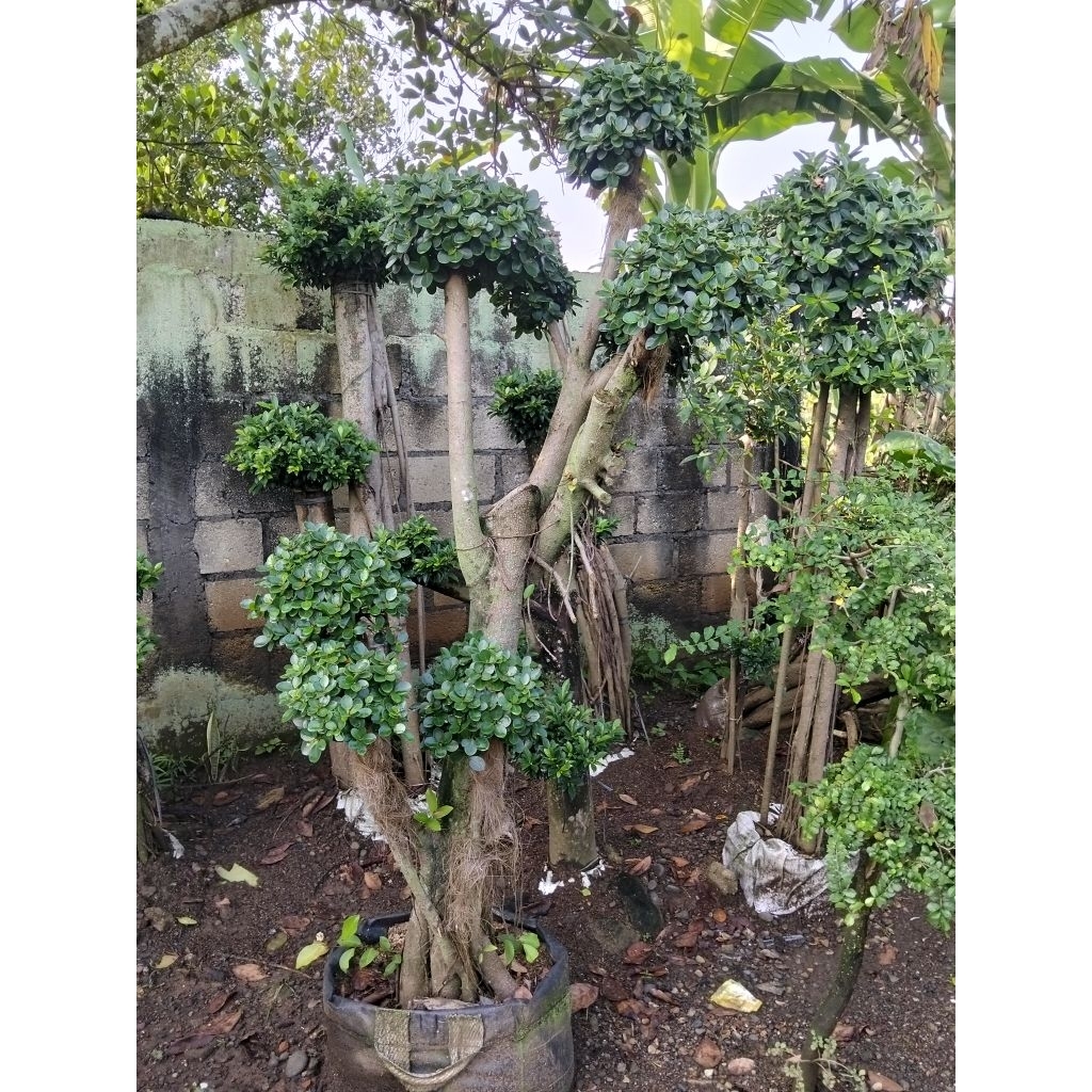 Tanaman hias bonsai beringin Korea dolar mikro 2meter  beringin dolar Korea mikro