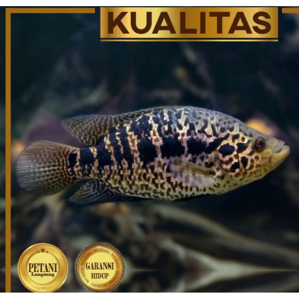 Jaguar Cichlid Managuense Ikan HIas