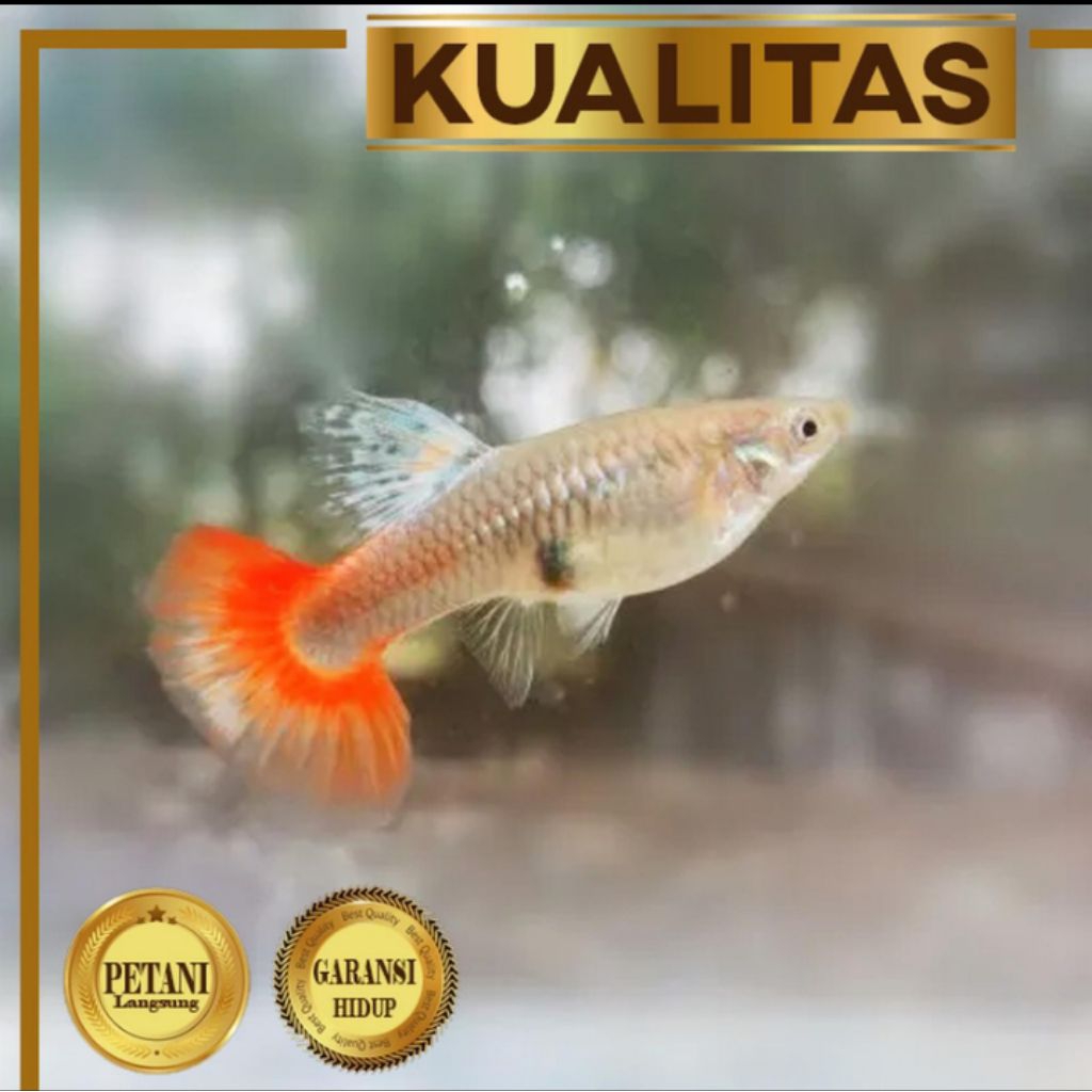 Guppy PRTDE Betina Dumbo Ear Ikan Hias