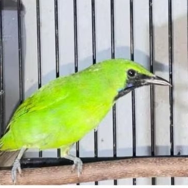 CUCAK IJO MINI PROPEK GACORAN jJAMINAN BUNYI MANTAP