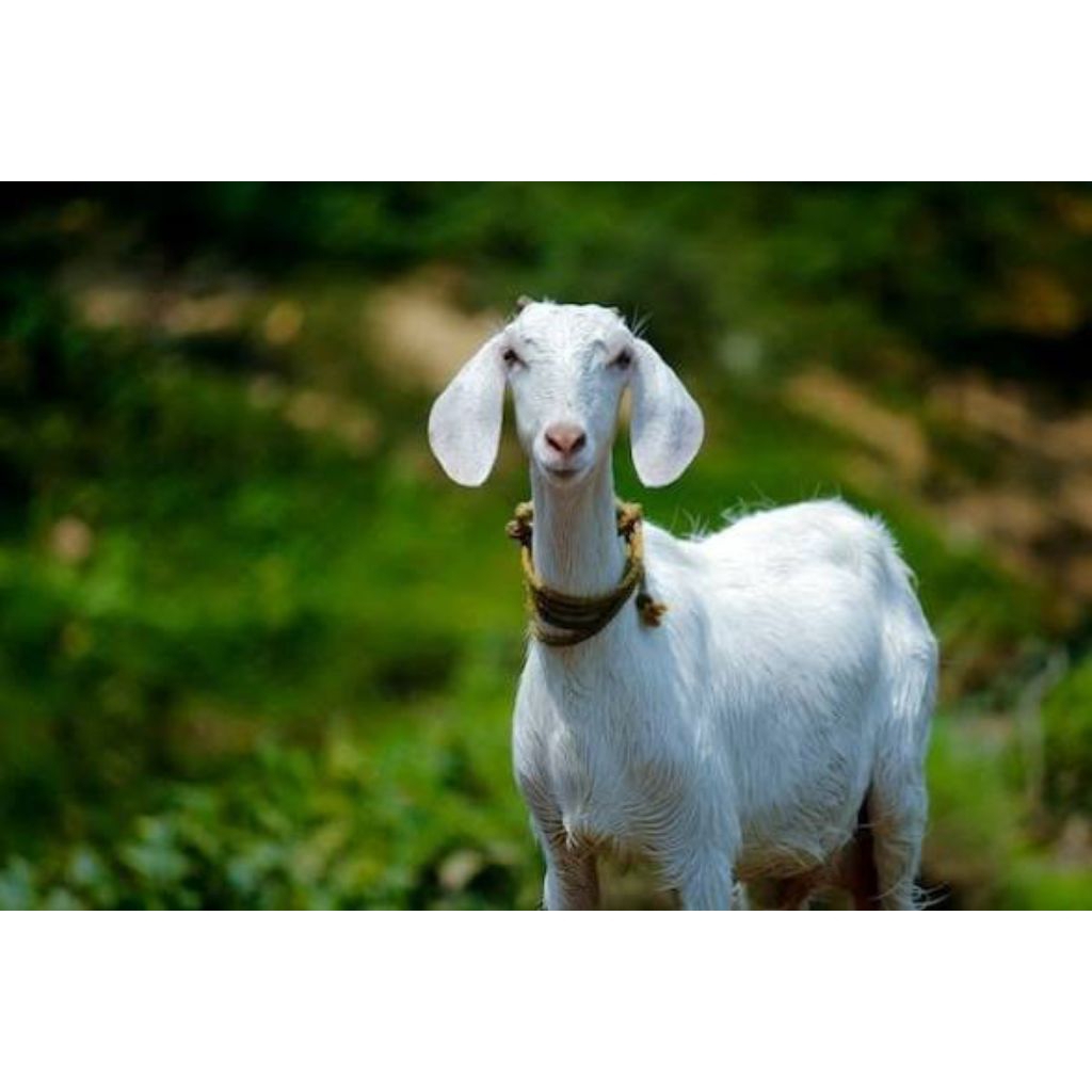 Kambing Aqiqah siap saji
