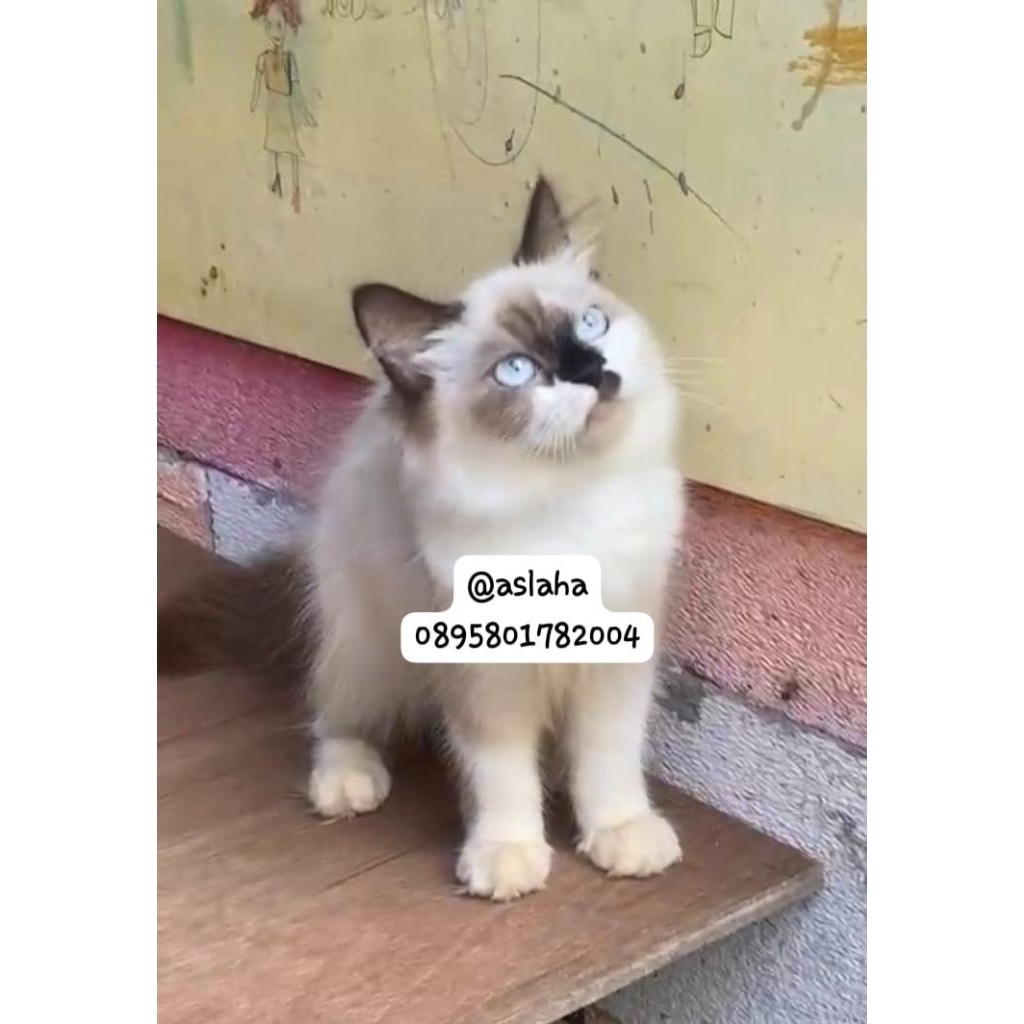 Anak kucing anggora/kitten Persia Himalaya/kitten himalaya ragdol/kucing himalaya jantan