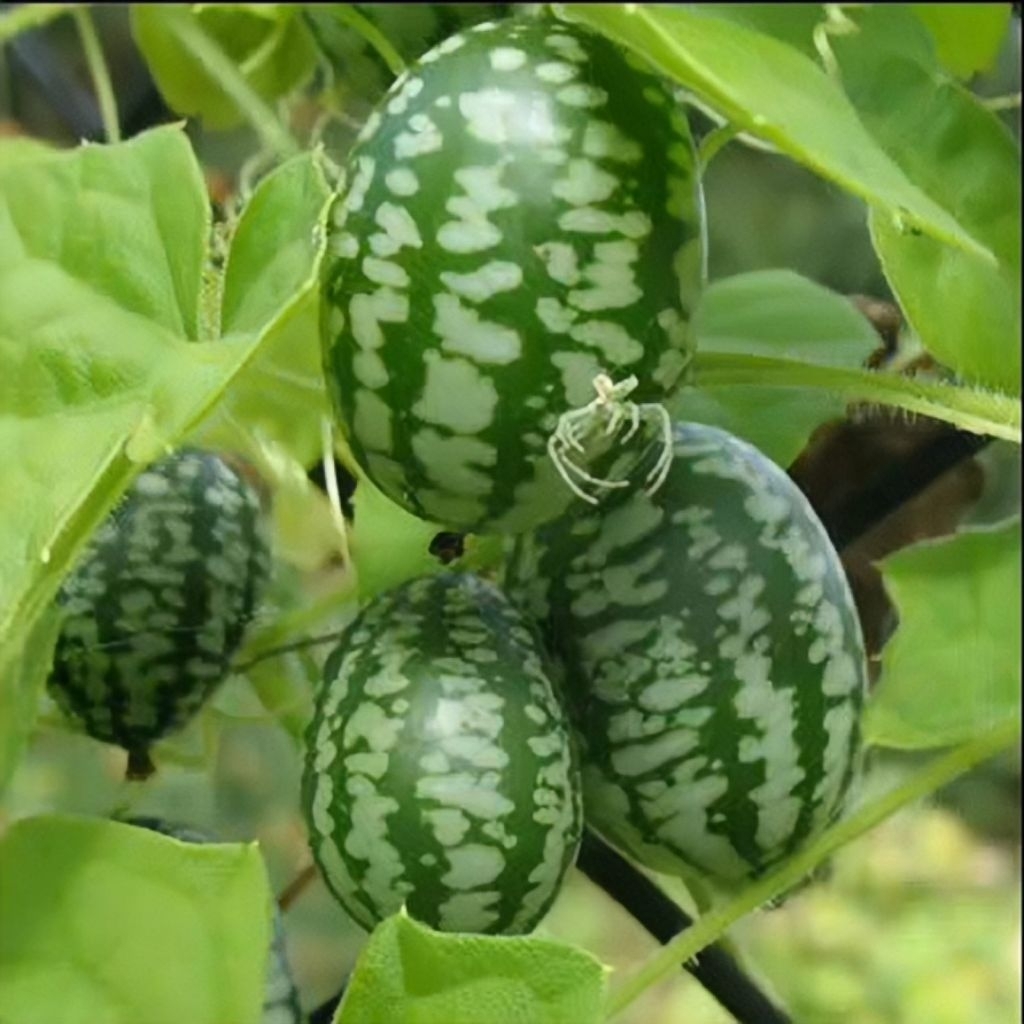 10 Biji Benih Timun Giok Timun Mini Kecil Buah Banyak Tanaman Sayuran Kaya Vitamin