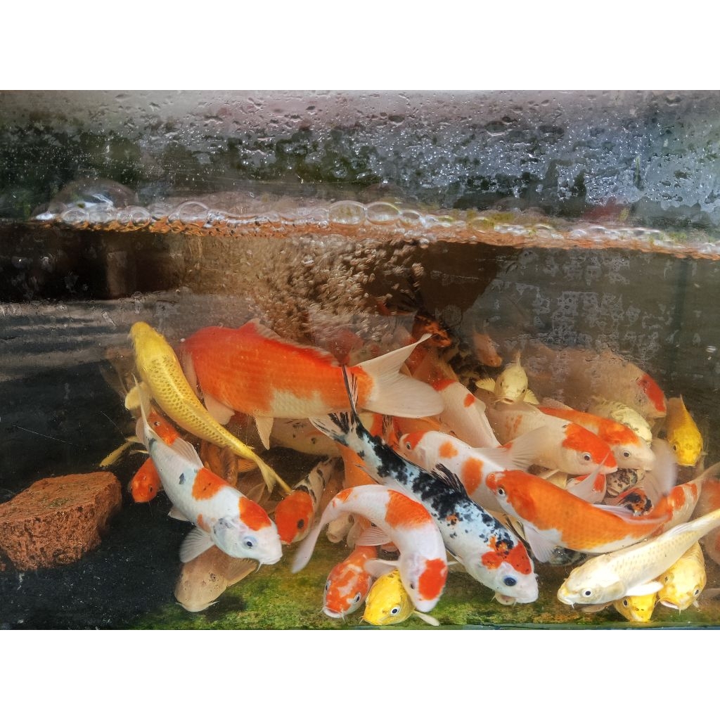 Ikan Koi Hias Kolam Random