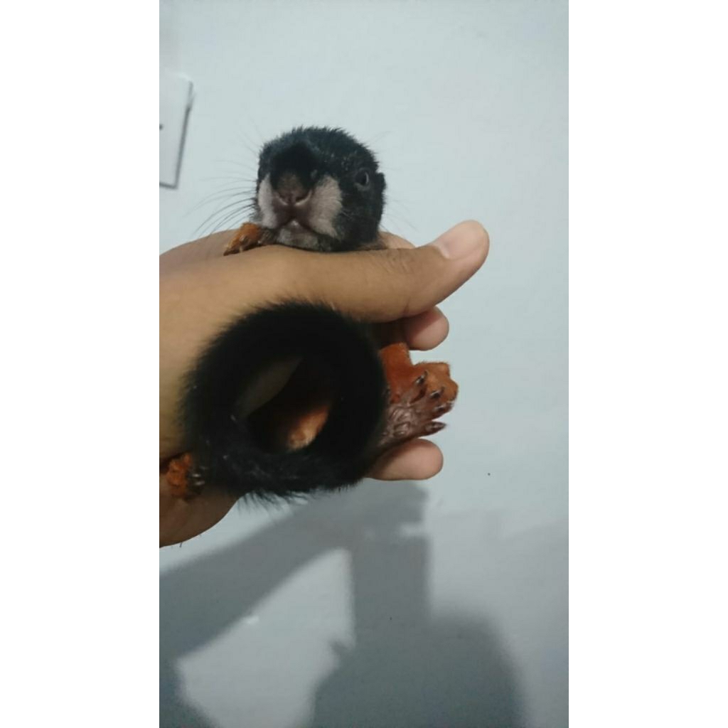 Tupai 3 warna / Prevost Squirrel