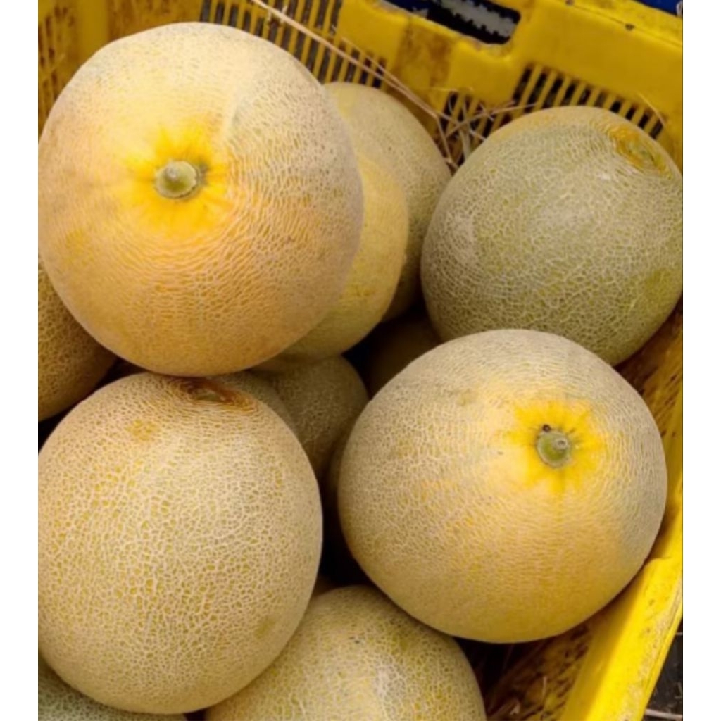 Bibit Melon Madu