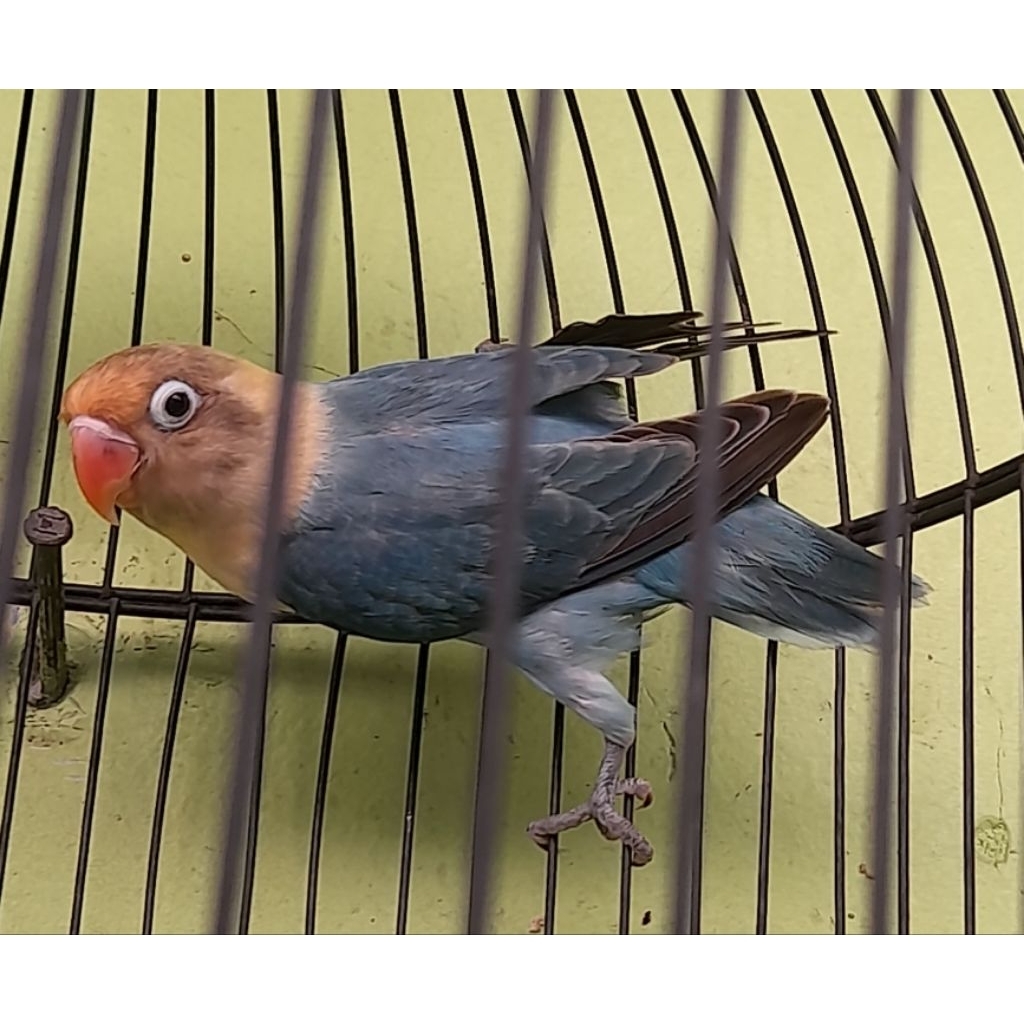 BURUNG LOVEBIRD BIOLA PB VIO SATUAN "burung sesuai foto video"