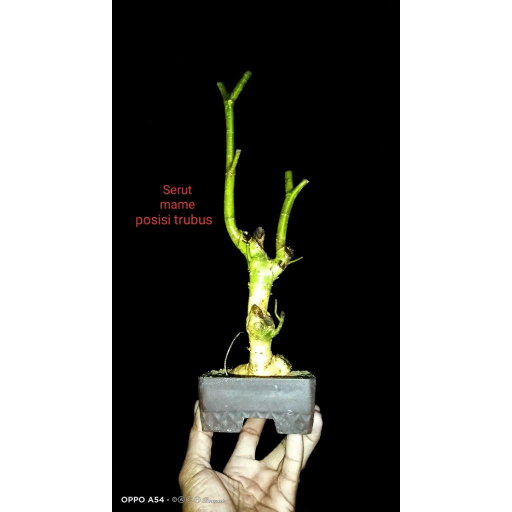 bahan bonsai serut mame fress