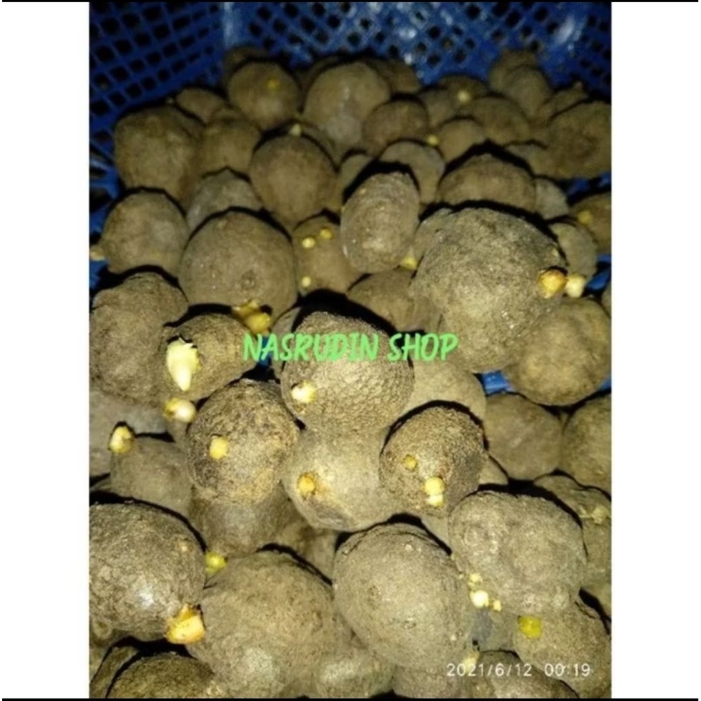 250gram Katak Porang Isi 50 Up Asli100% Dorman | Bibit Porang Biji Isi Banyak