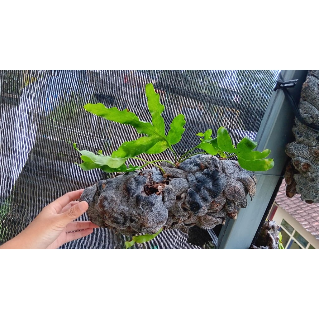 tanaman hias bunga sarang semut (lecanopteris)