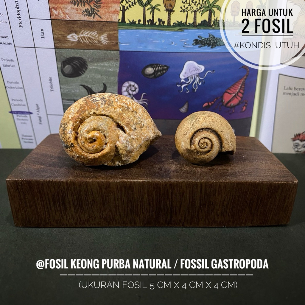 Fosil Keong Purba Natural B79 atau Fosil Kol Buntet Alam atau Fosil Kerang atau Fossil Snail atau Fo