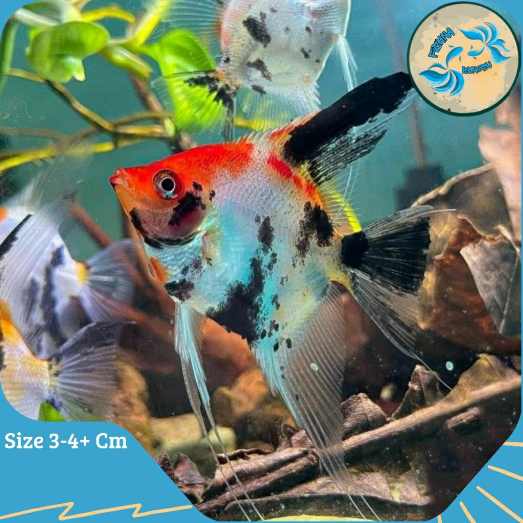 Hiasan Aquarium - Manfish red koi - Size 3-4cm+