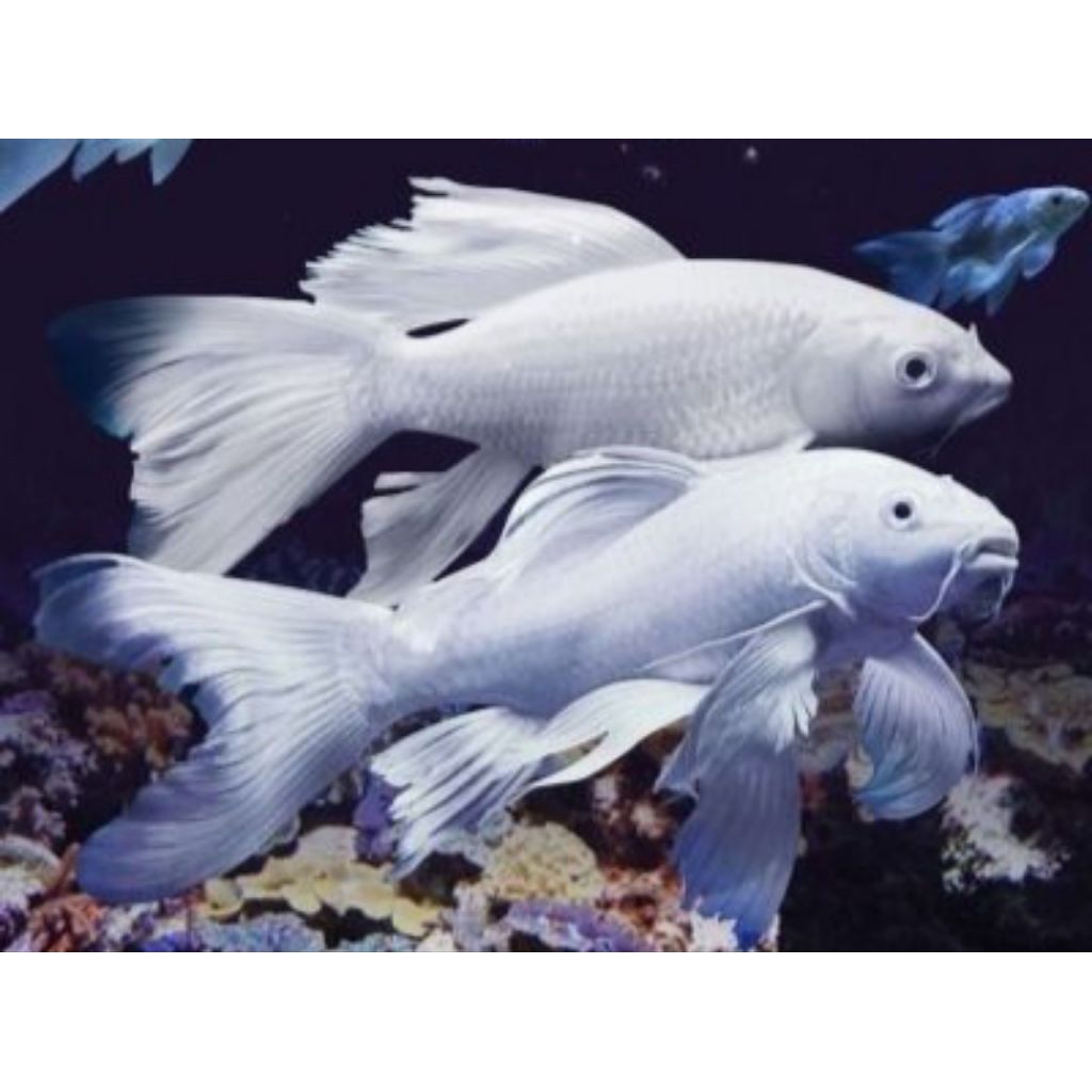 ikan koi platinum butterfly 30-35cm top real video