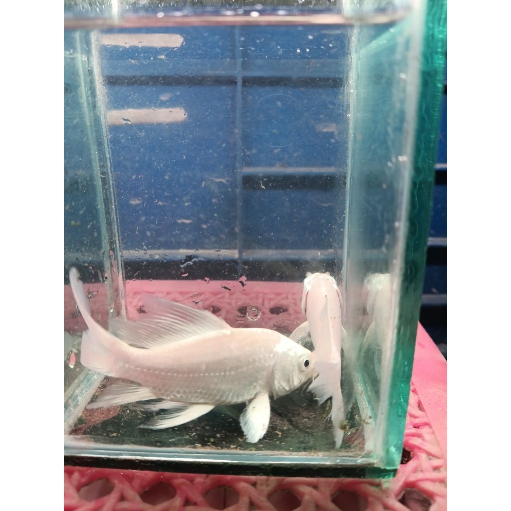 Ikan Koi Slayer Platinum