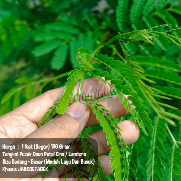 Tangkai Pucuk Daun Lamtoro Petai Cina 150 Gram