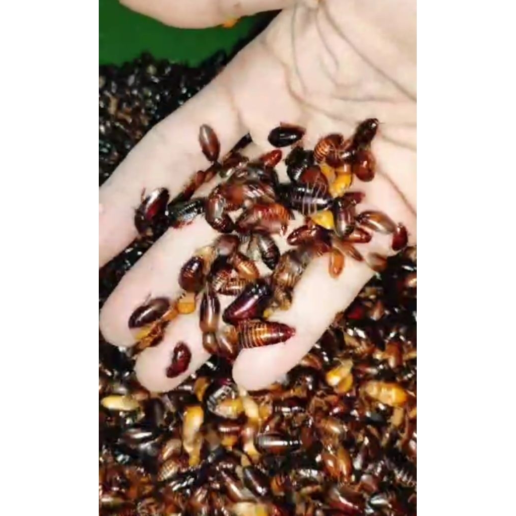 kecoa batu/ceremenje umpan Galatama lele berat 50gr