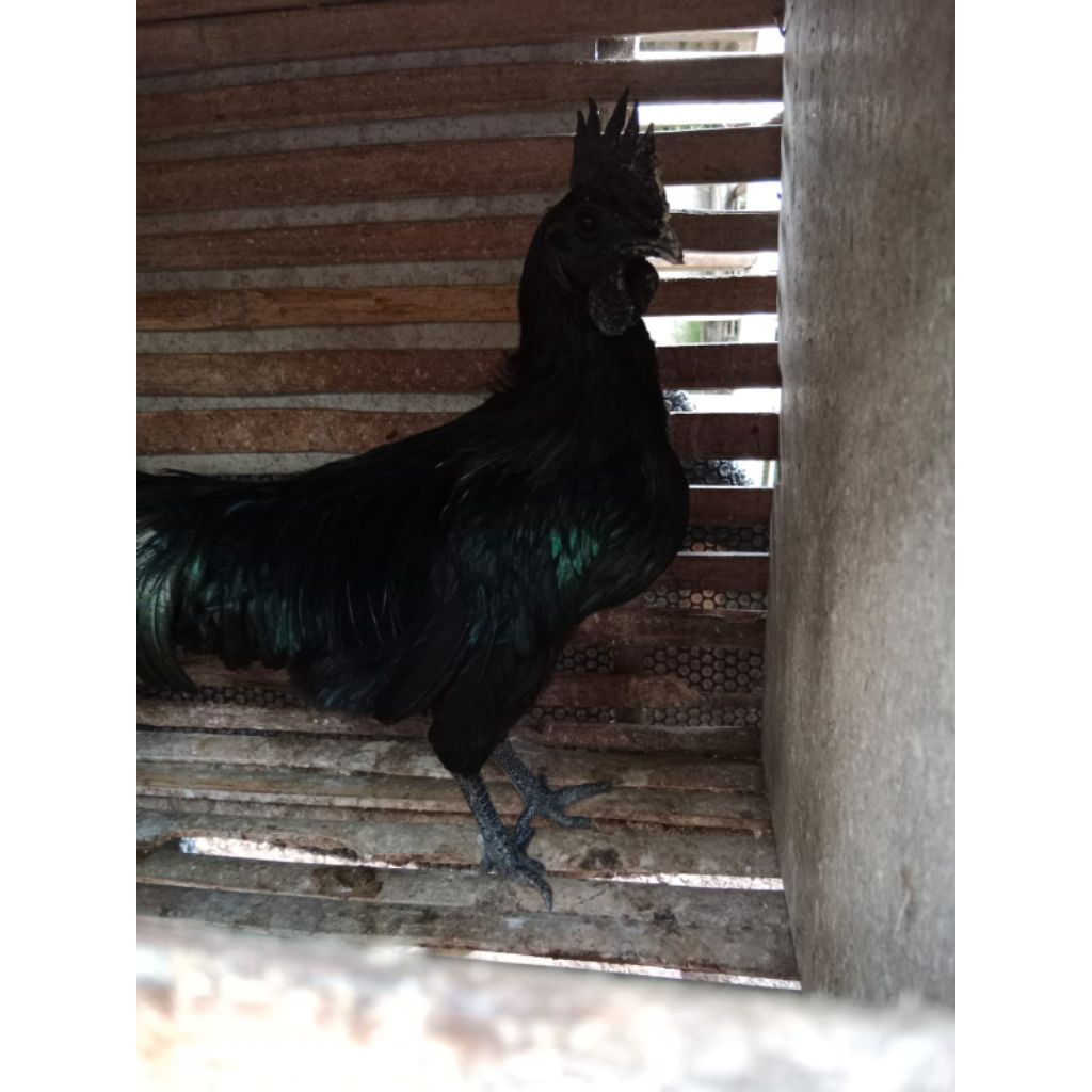 ayam cemani