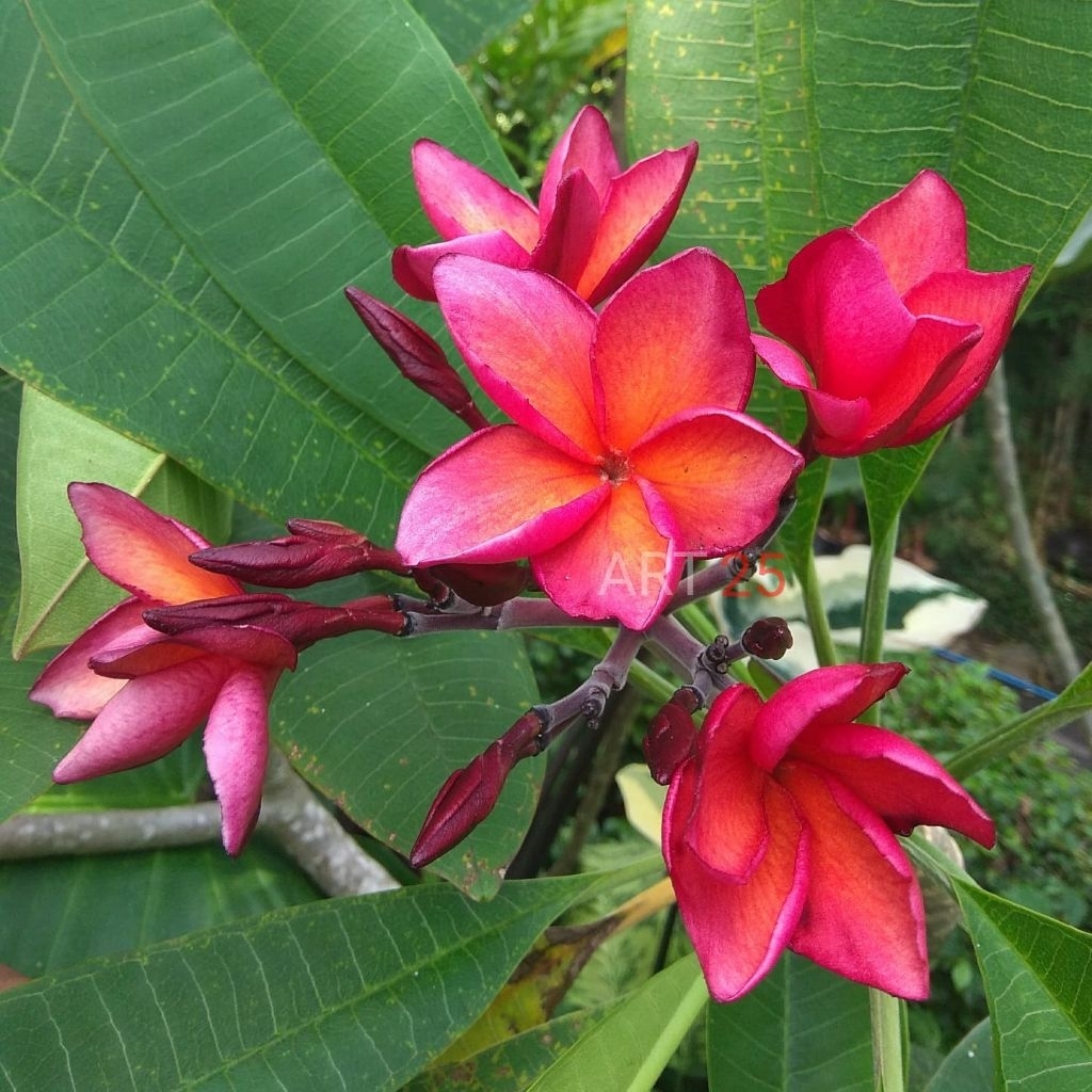Plumeria 'Red Emerald' Kamboja Bali