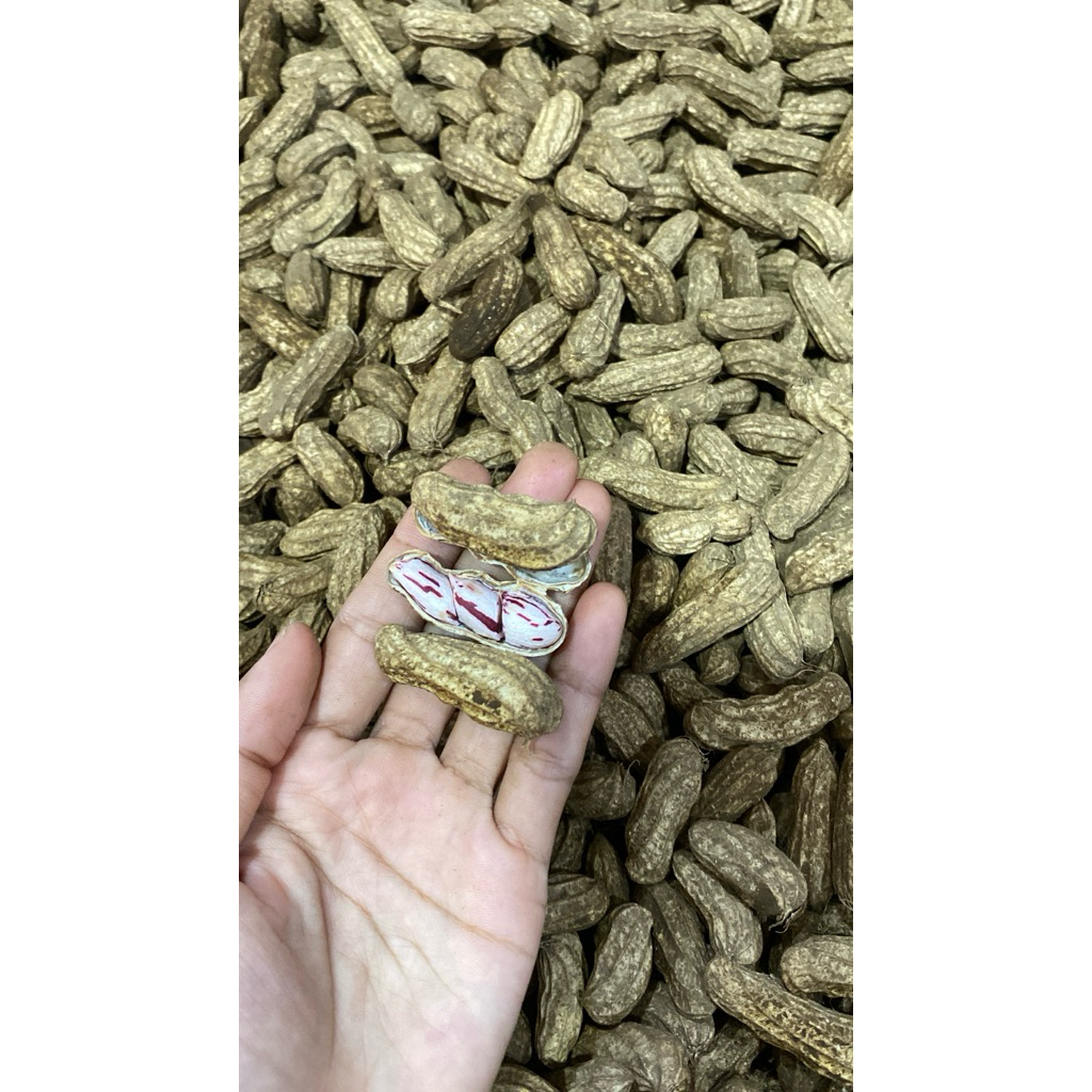 KACANG BATIK KACANG REBUS JARANG ADA