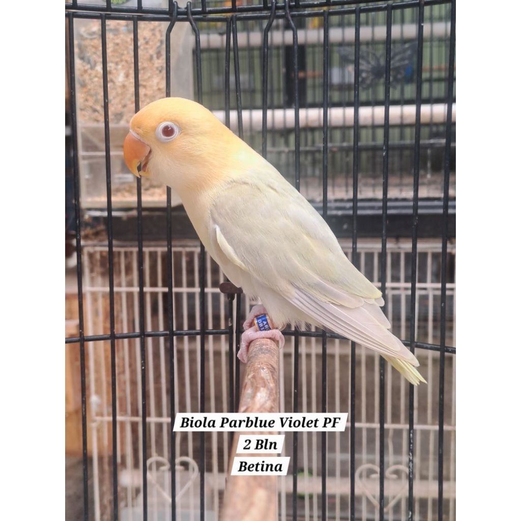 Lovebird Paud Biola Parblue Violet Pale Fallow (PF)