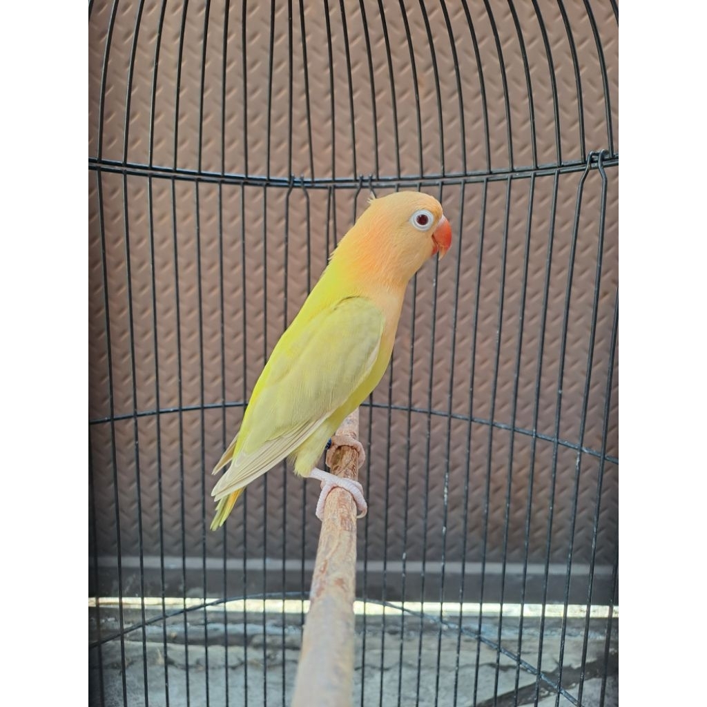 Lovebird Paud Jantan Biola Aqua blue1 Euwing Violet Pale Fallow