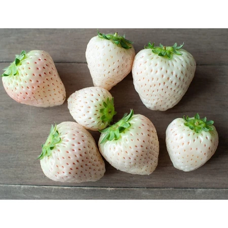 Benih Buah Stroberi Putih Isi 7 Butir Bibit Tanaman Korean White Strawberry Biji Korea Pineberry See